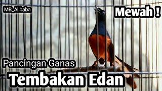 MURAI BATU GACOR FULL ISIAN TEMBAKAN KRETEKAN GANAS AMPUH MEMANCING EMOSI MURAI BATU LANGSUNG GACOR