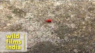 Bir booti Makhmal booti or Red Velvet bug  insect from our nostalgic past