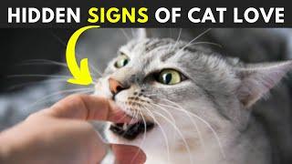 12 Secret Signs Your Cat Loves You But You Dont know