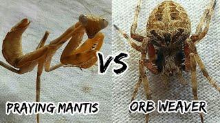 praying mantis vs orb weavers  spider fight