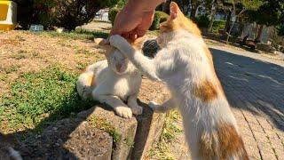 A needy orange kitten asks for affection