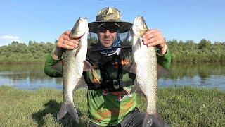 Catching Asp on Spinning. Lure for Asp. Desna River