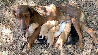 Mama dog chained and abandoned with newborn puppies