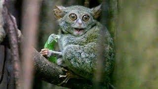 TARSIUS TARSIER eating grasshopper in Tangkoko Nature Reserve - North Sulawesi Indonesia