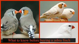 Zebra Finch Top 3 things to know to successfully keep a zebra finch