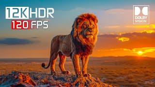 Amazing Animals Ultimate Wild Animals 12K HDR 120fps Dolby Vision