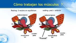 update  Anatomia funcional de la uretra femenina