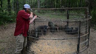 Beavers big boars and an intern to drag hogs.