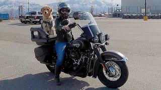 Riding with large dog on motorcycle for the first time