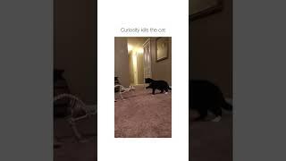 Curiosity kills the cat #funny #funnyvideo #trending #trend #fun  #catsoftiktok #cats