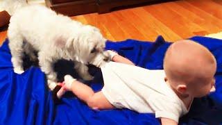 Funny Babies Playing with Dogs Compilation - Funny Baby and Pets  Cool Peachy