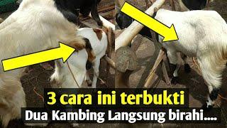 Cara agar kambing Cepat birahi...  Pemula wajib tau...