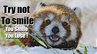 Funny red panda videos  Try not to laugh or smile  2018  Winter edition for Christmas 