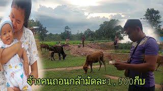 บรรยากาศยามแลงบ่าวดาวจ้างคนหลกกล้ามัด1500กีบ