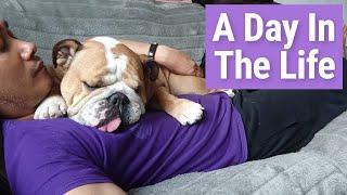 Owning An English Bulldog - A Day In The Life Of Peppa