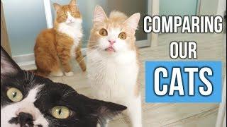 Comparing our cats