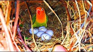 African Lovebirds Made a Amazing Nest Under Breeding Box  Hatched Eggs