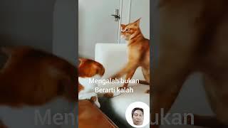 si meong nafsu banget malah di sruduk  #lucu #humor #kucinglucu #kucinglucu