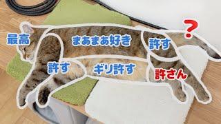 しま猫の触っても良い場所とダメな場所！