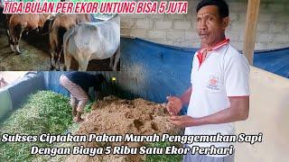 Racikan Pakan Murah Meriah Biaya 5 Ribu Satu Ekorhari 3 Bulan Untung 5 Jt Dijamin Sapi Cepat Bulat