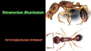 Tetramorium Bicarinatum. Почти идеальные муравьи? Муравьиная Мания.