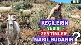 Keçi ve Koyunların Yediği Zeytinler Nasıl Budanır? #budama #erenvural #zeytinbudama