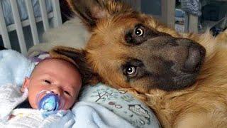 When Police Dog Turns Into Giant Mush Around His Baby Friend