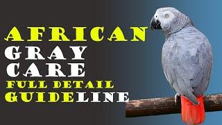 How To Care African Gray Parrot Everything You Need to Know