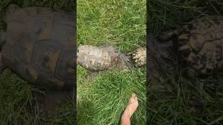 Making a Mud bath ￼for dandelion & Kamel I don’t think dandelion likes it￼ #music #song #tortoise