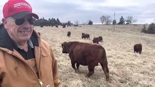 Meet a veteran that loves grazing