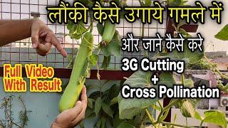 गर्मियों में कब और कैसे उगाये लौकी का पौधा  How To Grow Bottle Gourd at Home