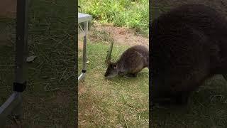 Pademelon - SouthWest National Park - Cockle Creek Tasmania