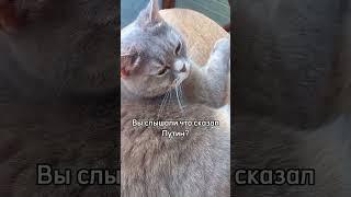 Бригада в моем тгк «Фифа и Маня» #врек #кошка #cat