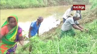 Labors in Odisha are not working in farms due to low salary  Kalinga TV