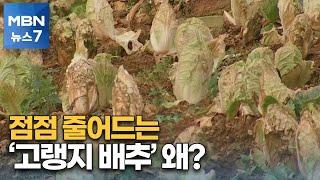 포커스M 해마다 줄어드는 고랭지 배추…태백 매봉산에 무슨 일이? MBN 뉴스7