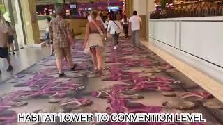 Flamingo   Habitat Tower to Convention level