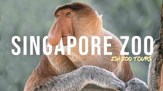 Singapore Zoo Tour  Asias Greatest Zoo?