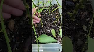 Katuk cutting to new plants in a months time Propagating plants