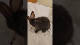 Flemish giant baby Bluebell and his little story