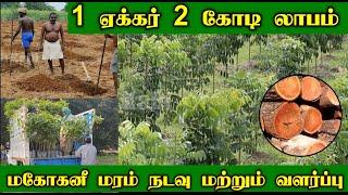 1 ஏக்கர் 2 கோடி மகத்தான லாபம் தரும் மகோகனி சாகுபடி  Plantation & Maintained by Vathiyar Nursery