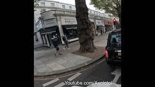 Miracle squirrel falls from a tall tree onto cement with a loud sound and survives.