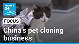 Chinese copycats Pet owners clone furry friends to give them second life • FRANCE 24 English