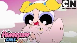 ANIMAL LOVERS COMPILATION  The Powerpuff Girls  Cartoon Network