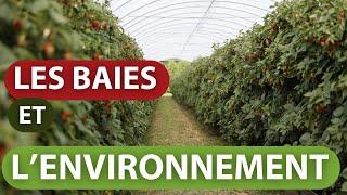 Les baies et l’environnement