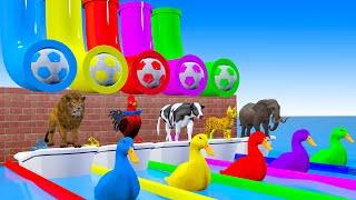 Fountain Crossing with 5 Giant DuckChickensElephantsLionsCowsCats Wild Animals Playing Seesaw