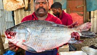 KASIMEDU  SPEED SELVAM  BIG BLACK KATLA FISH CUTTING VIDEO  IN KASIMEDU  FF CUTTING 