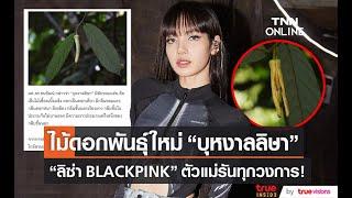 ลิซ่า BLACKPINK รันทุกวงการ บุหงาลลิษา ขึ้นแท่นชื่อดอกไม้ชนิดใหม่ของโลก