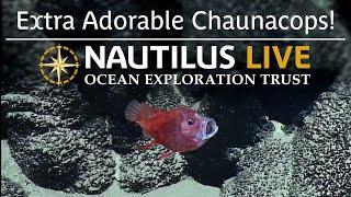 ​​​​Extra Adorable Chaunacops in American Samoa  Nautilus Live