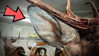 How to mount deer EARS how I do it anyway ***SUPER EASY*** WHITETAIL TAXIDERMY