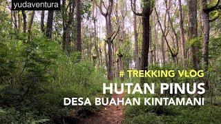 Trekking di Hutan Pinus Desa Buahan Kintamani